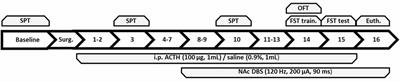 Mood Regulatory Actions of Active and Sham Nucleus Accumbens Deep Brain Stimulation in Antidepressant Resistant Rats